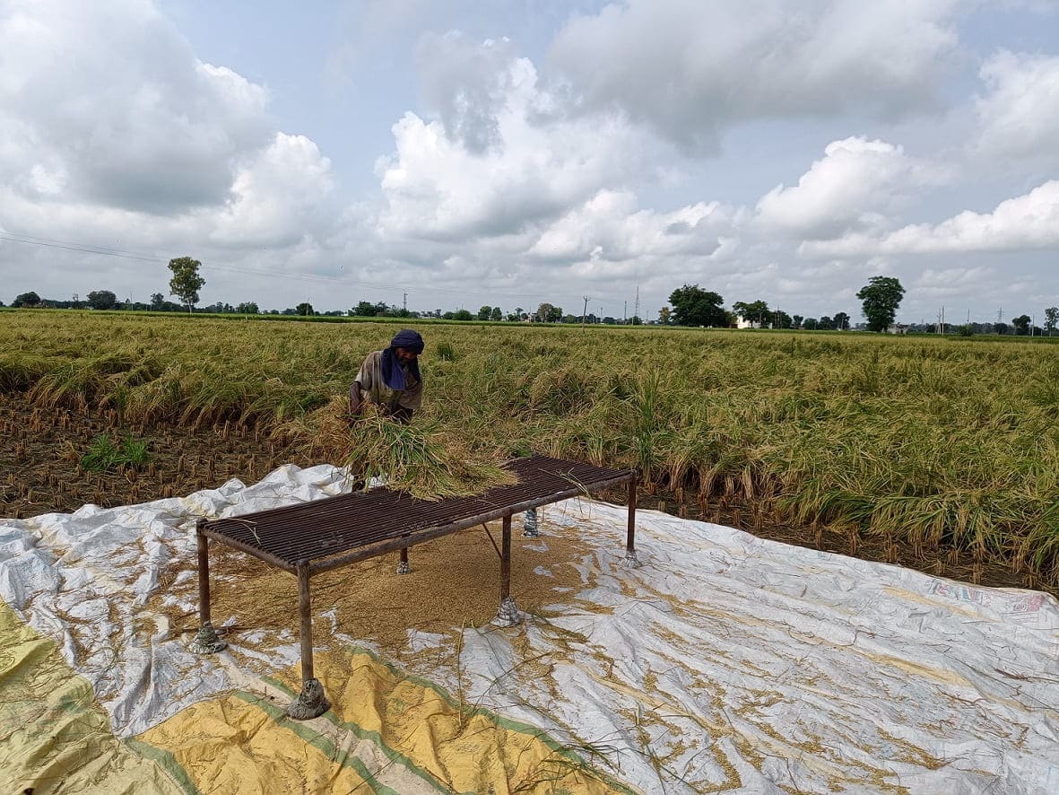 Success is in the air - Rice Farming