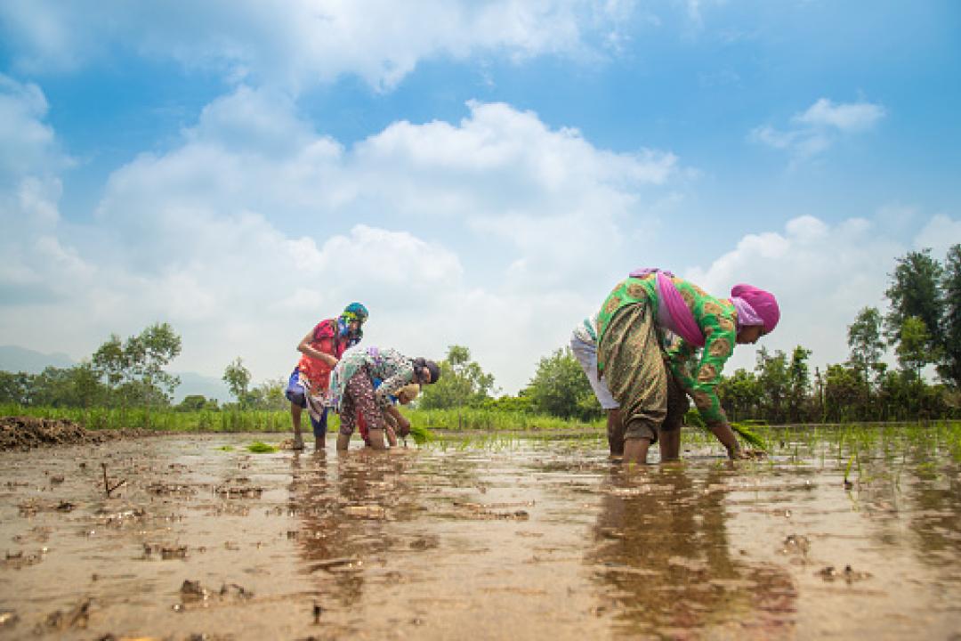 National Dialogue on Sustainable Agriculture in India | CEEW
