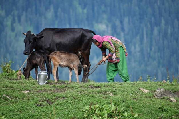 Cattle and Community in a Changing Climate: Sustainable Pathways for India's Dairy Sector